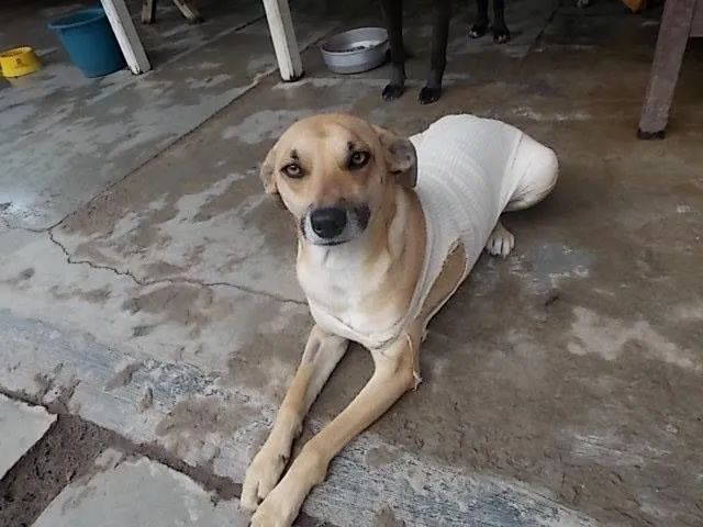 Cachorro raça SRD idade 2 anos nome Babi