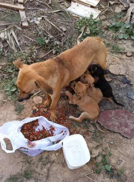 Cachorro raça SRD idade 2 anos nome Babi