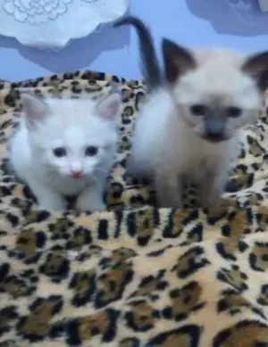 Gato raça SRD idade 2 a 6 meses nome Gatinhos Filhotes