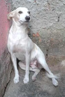Cachorro ra a SRD idade 1 ano nome Branquinha