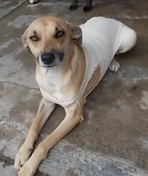 Cachorro raça SRD idade 2 anos nome Babi