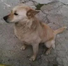 Cachorro raça RSD idade 4 anos nome Meninão