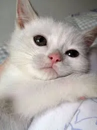 Gato raça srd idade Abaixo de 2 meses nome nao temos 