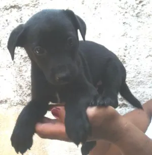 Cachorro raça SRD idade Abaixo de 2 meses nome Tiago