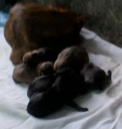 Cachorro ra a vira lata idade Abaixo de 2 meses nome sem nome