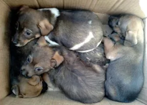 Cachorro raça vira lata idade Abaixo de 2 meses nome sem nome