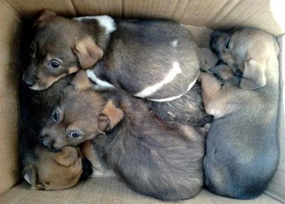 Cachorro ra a vira lata idade Abaixo de 2 meses nome sem nome