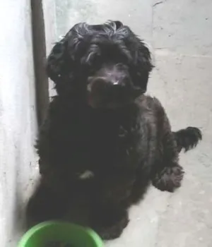Cachorro raça vira lata idade 6 ou mais anos nome sindy