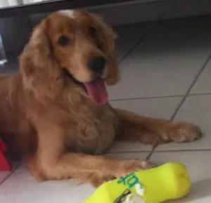Cachorro raça Cocker spaniel idade 5 anos nome Tobby