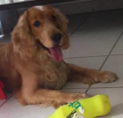 Cachorro ra a Cocker spaniel idade 5 anos nome Tobby