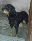 ruqui