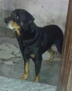 Cachorro ra a rotwailer idade 6 ou mais anos nome ruqui