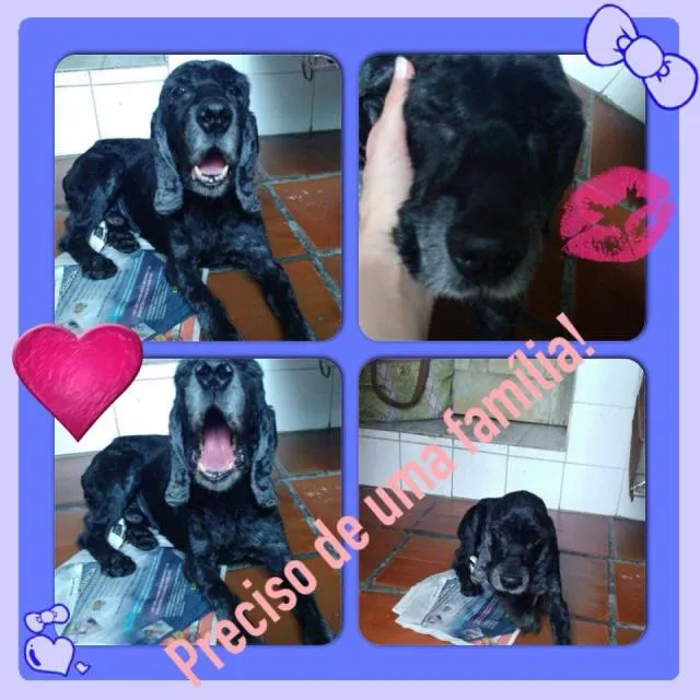 Cachorro raça Cocker idade 6 ou mais anos nome Bob