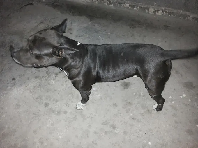 Cachorro raça american staffordshire terrier idade 7 a 11 meses nome Blaed