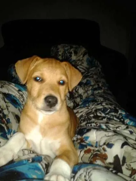 Cachorro ra a mestiço idade 1 ano nome Marley