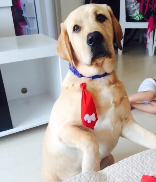 Cachorro ra a Labrador idade 1 ano nome Deny 