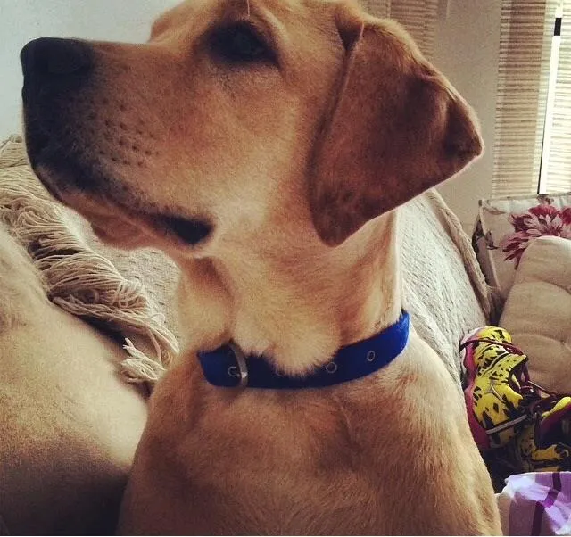 Cachorro ra a Labrador idade 1 ano nome Deny 