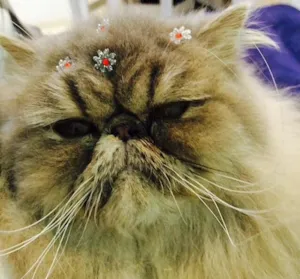 Gato raça Persa Blue Tobby idade  nome Mia