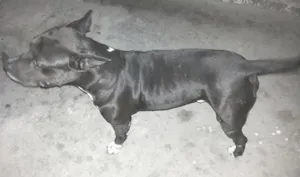 Cachorro raça american staffordshire terrier idade 7 a 11 meses nome Blaed