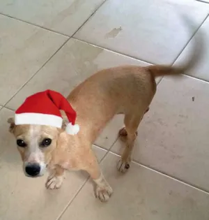 Cachorro raça SRD idade  nome Linda menina