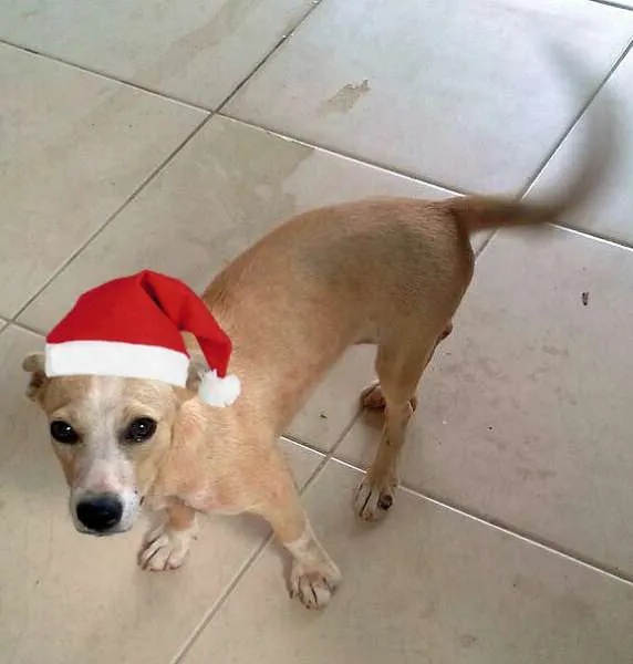 Cachorro ra a SRD idade nome Linda menina