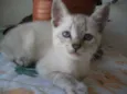 DEBORA