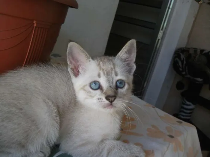 Gato ra a SRD idade 2 a 6 meses nome DEBORA