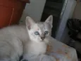 DEBORA