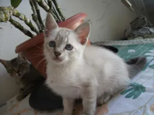Gato raça SRD idade 2 a 6 meses nome DEBORA