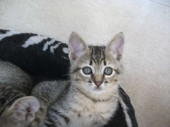 Gato raça SRD idade 2 a 6 meses nome BERNARDO