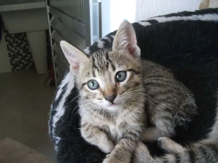 Gato raça SRD idade 2 a 6 meses nome BERNARDO