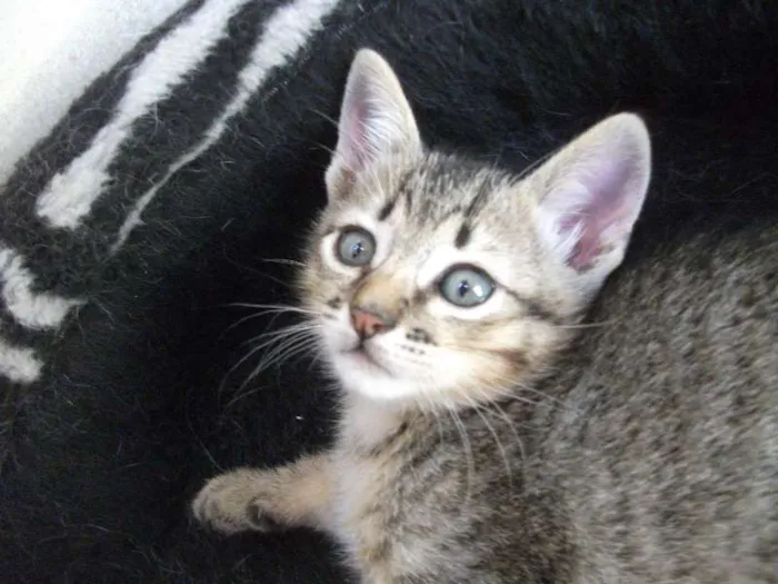 Gato raça SRD idade 2 a 6 meses nome BERNARDO