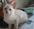 DEBORA