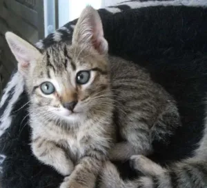 Gato raça SRD idade 2 a 6 meses nome BERNARDO