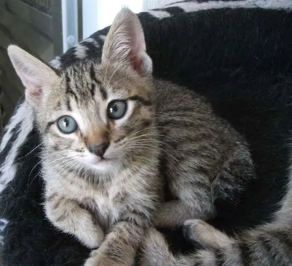 Gato raça SRD idade 2 a 6 meses nome BERNARDO