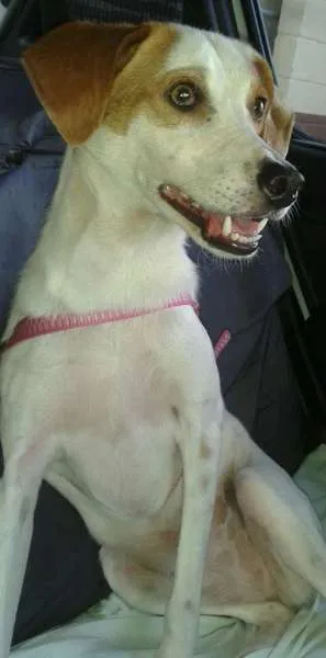 Cachorro raça SRD idade  nome Bia
