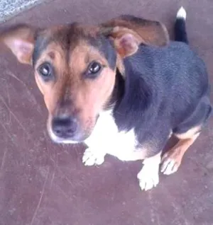 Cachorro raça misturada idade 1 ano nome ALEGRIA