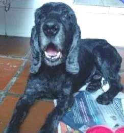 Cachorro raça Cocker idade 6 ou mais anos nome Bob