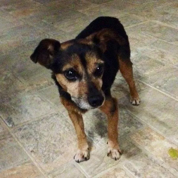 Cachorro raça Mestiço de Pinscher idade 6 ou mais anos nome Bob