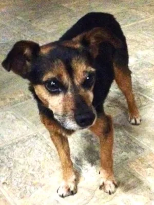 Cachorro raça Mestiço de Pinscher idade 6 ou mais anos nome Bob