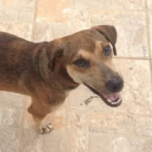 Cachorro raça SRD idade 2 anos nome Tuca