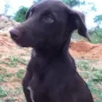 Amora