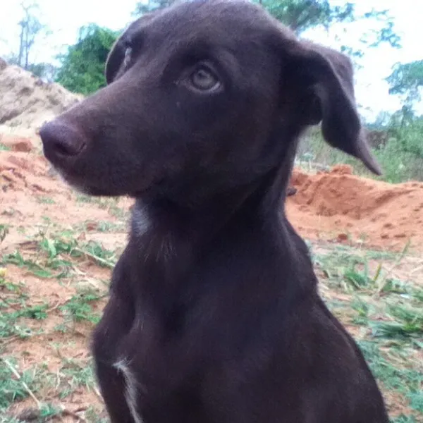 Cachorro raça SRD idade 2 a 6 meses nome Amora