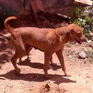 Cachorro raça SRD idade 7 a 11 meses nome Roni