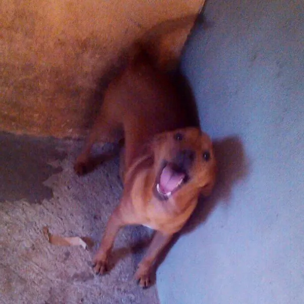 Cachorro raça SRD idade 7 a 11 meses nome Roni
