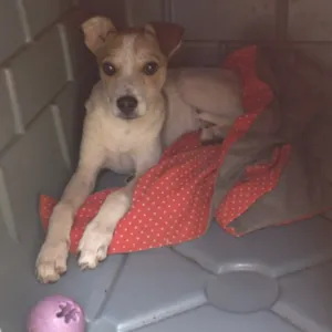 Cachorro raça SRD  idade 2 a 6 meses nome Spike