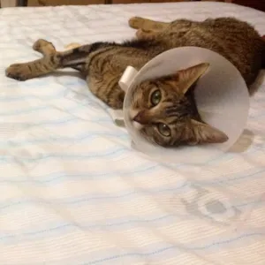 Gato raça SRD  idade 7 a 11 meses nome Juju