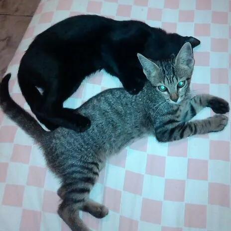 Gato raça SRD  idade 7 a 11 meses nome Juju