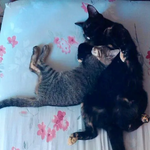 Gato raça SRD  idade 7 a 11 meses nome Juju