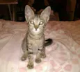 Juju